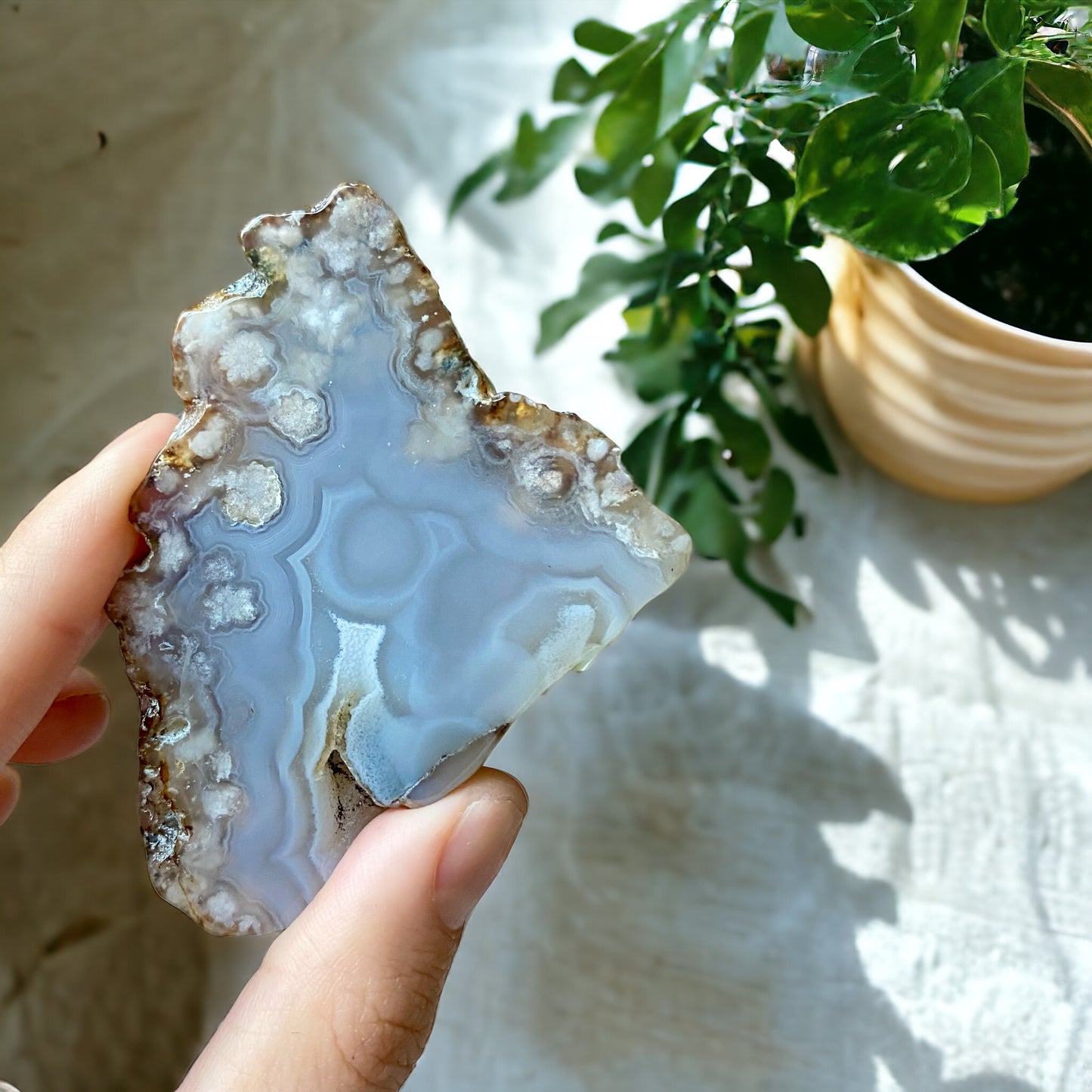 Blue Flower agate Slice